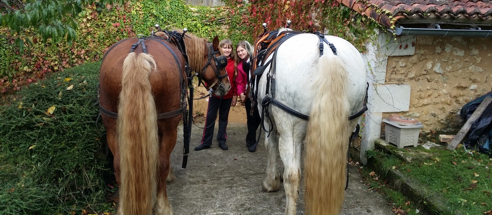 Balade en calèche avec cheval de trait Pascal Aviles